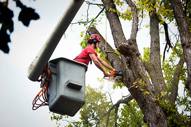 Best Tree Disease Treatment  in Willows, CA